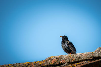 Low angle view of birds perched against clear blue sky