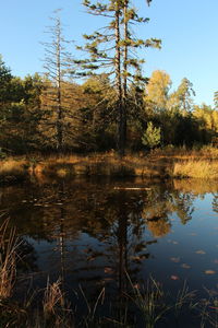 Scenic view of lake in forest against sky