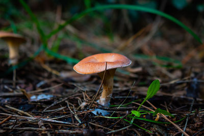 Mushroom on the forest ground