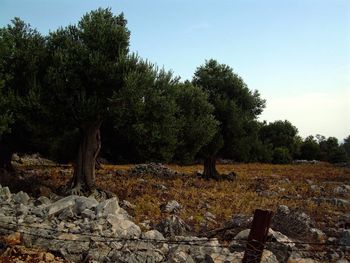 Trees on field