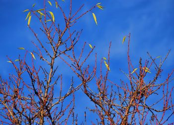 Low angle view of tree against clear sky