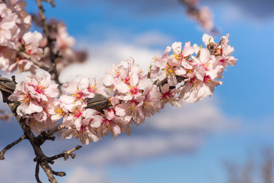 Close-up of pink cherry blossoms against sky