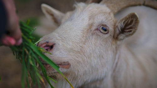 Close-up of a rabbit