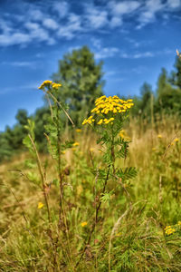 Close-up of yellow flowering plant on field