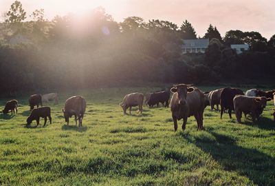 Cows grazing on grassy field during sunny day