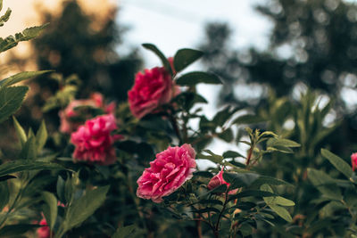 Close-up of pink flowering plant