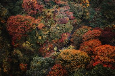 Trees in forest during autumn