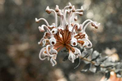 Close-up of wilted plant