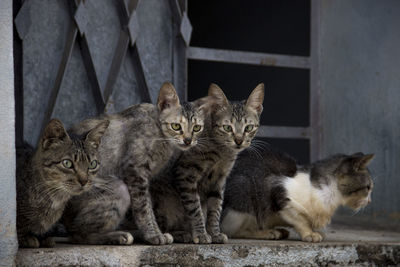 Portrait of cats sitting