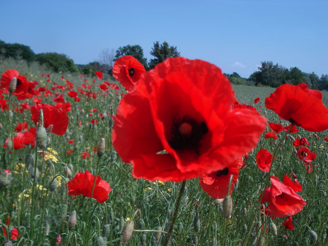 CLOSE-UP OF RED POPPY FLOWER ON FIELD