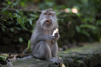 Portrait of monkey eating banana outdoors