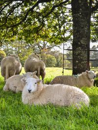 Sheep grazing on grass