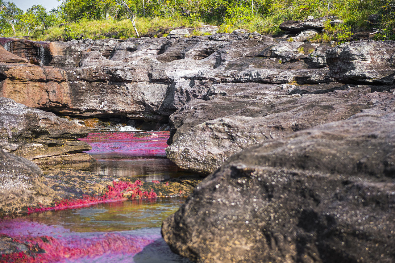 rock, water, nature, plant, no people, day, tree, beauty in nature, outdoors, stream, tranquility, river, land, water feature, scenics - nature, geology, rock formation, environment, landscape, non-urban scene