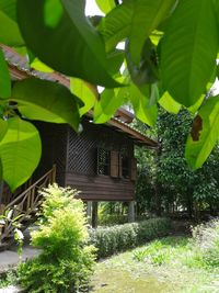 Trees and plants outside house in yard