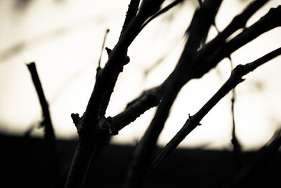 Close-up of silhouette plant against sky