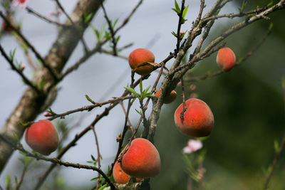 Low angle view of fruits on tree