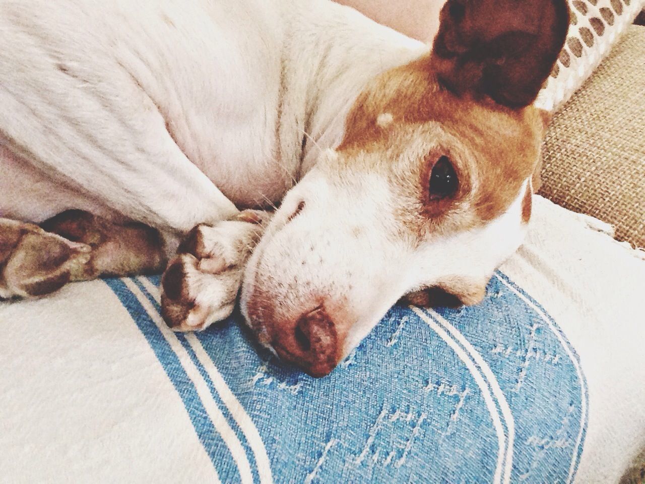 domestic animals, dog, pets, animal themes, indoors, one animal, mammal, relaxation, resting, animal head, bed, close-up, lying down, home interior, high angle view, portrait, looking at camera, sofa, animal body part, no people