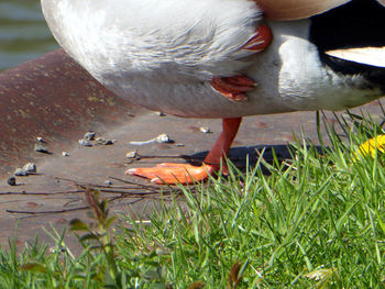 Close-up of swan on hand