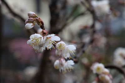 Close-up of cherry blossom