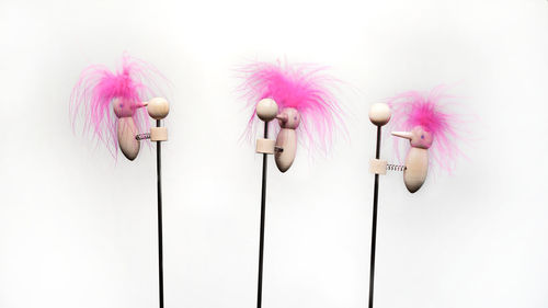 Close-up of pink flowers against white background