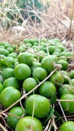 Close-up of green fruits in basket