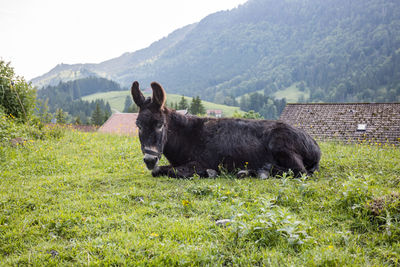 Horse in a field