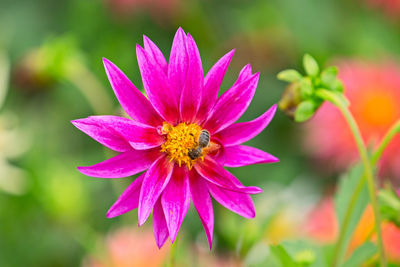 Close-up of pink flower blooming outdoors