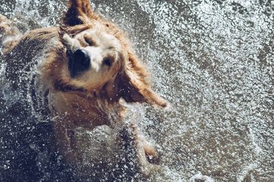 Close-up of dog swimming in water