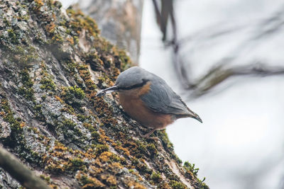 Eurasian nuthatch. close-up of bird perching on a tree