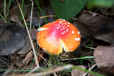 Close-up of fly agaric mushroom on field