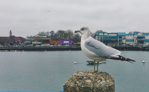 Close-up of seagull perching on sea against sky