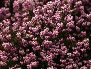 Close-up of pink flowering plants