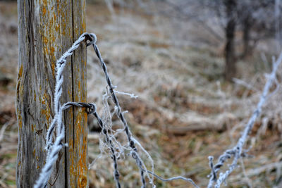 Close-up of frost on tree trunk