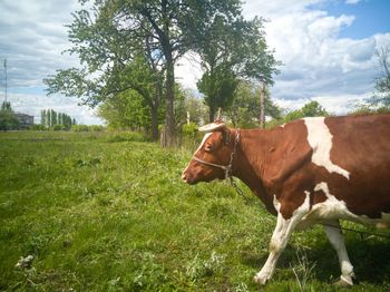 Horse in a field