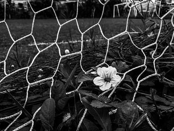 Close-up of flowering plant on field