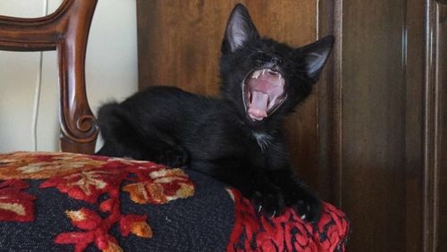 Black cat yawning