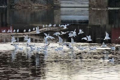 Swans swimming in lake