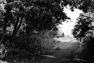 Road passing through forest