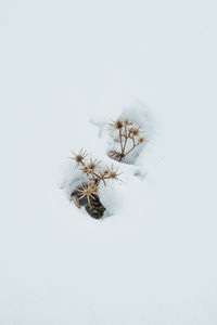 Snow covered plant on land against white background