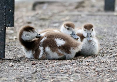 Baby ducks sitting on pavement 