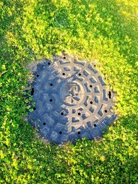 Plants growing on grassy field