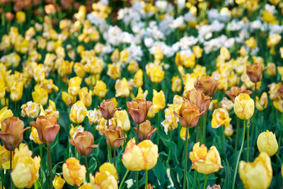 Close-up of yellow tulips on field