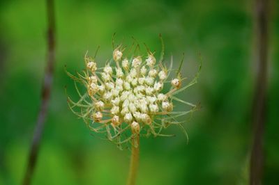 Close-up of flowering plant