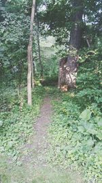 Trees in forest