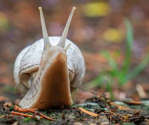 Close-up of snail on field