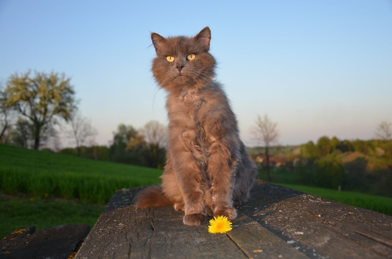 one animal, animal themes, mammal, domestic animals, domestic cat, pets, cat, sitting, feline, whisker, field, grass, looking away, nature, focus on foreground, outdoors, alertness, clear sky, portrait, front view