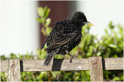 Close-up of bird perching on wood