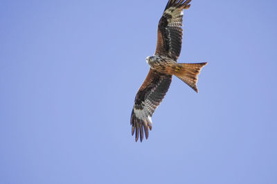 Low angle view of eagle flying against clear blue sky