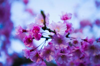 Close-up of pink flowers
