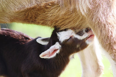 Close-up of new born goat drinking